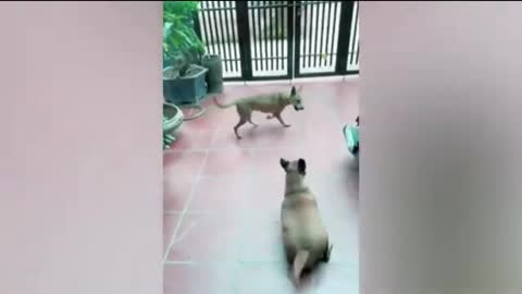 Dog funny video