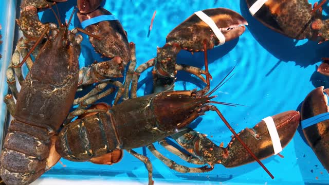 Lobster in the Water