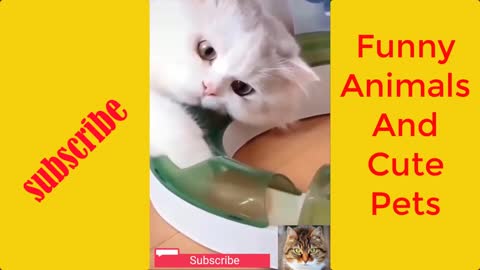 Funny Animals And Cute Pets 8