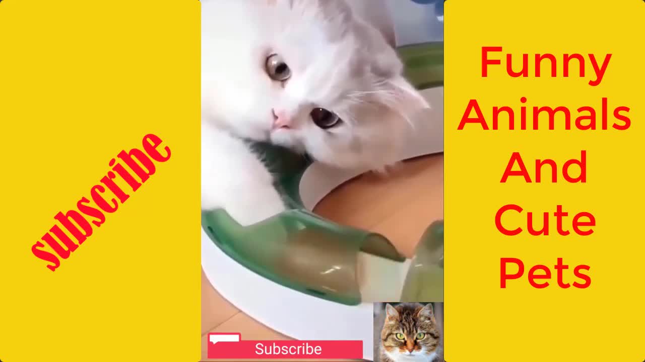 Funny Animals And Cute Pets 8