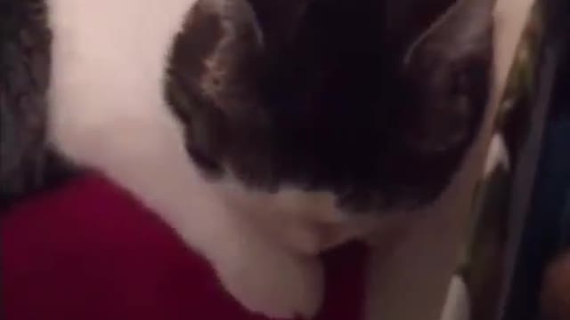 Cat Who Wouldn't Move in Shelter Loves to Hug Her Moms Now - GRACIE | The Dodo