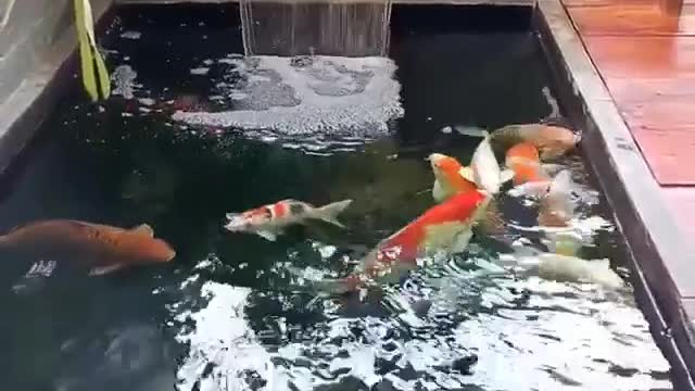 koi Fish