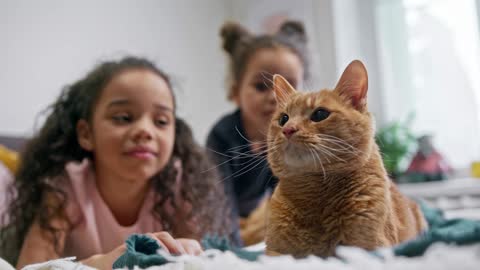 Two children playing with a cat