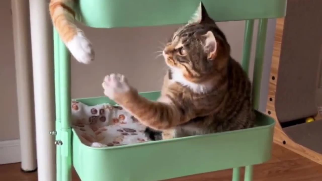 😂 LOL Crazy Funny Cats video