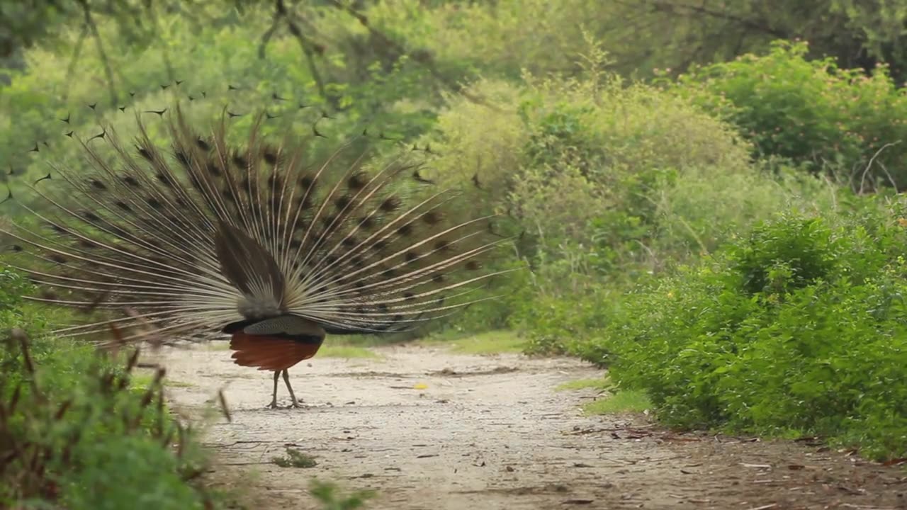 Peacock bird