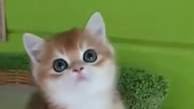 Little Cute Cat! ❤❤❤🥰🥰🥰