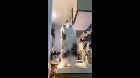 cat dancing