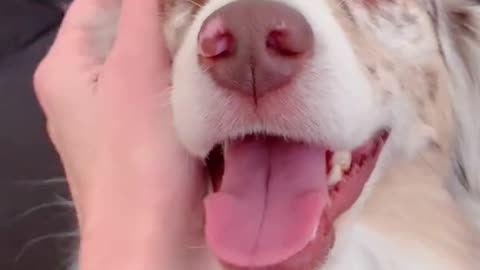 I’m just here to pet all the dogs