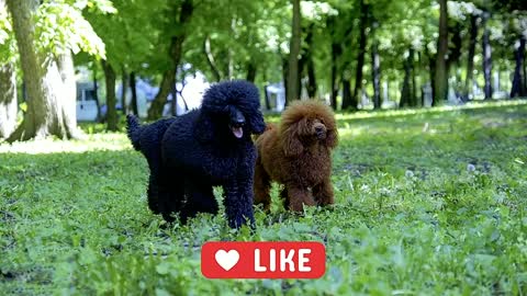 7 Reasons You Should NOT Get a Standard Poodle