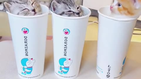 Kittens in a cup ready to deliver? 😍🤣