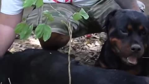 Street Dog Attacks Rottweilers Lady Ollie & Bubzee. #shorts #rottweiler #dogs #youtubeshorts