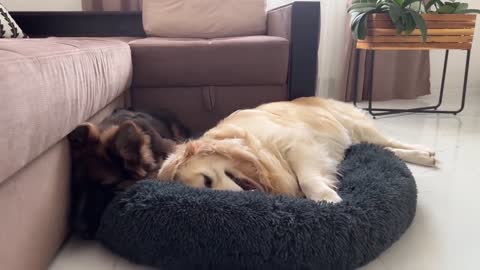 Golden Retriever Attacked by Baby Kitten while playing with ball