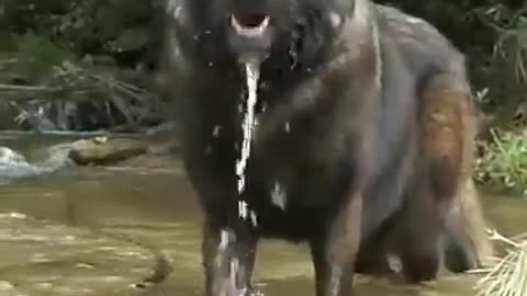 Wolves are huge 😲