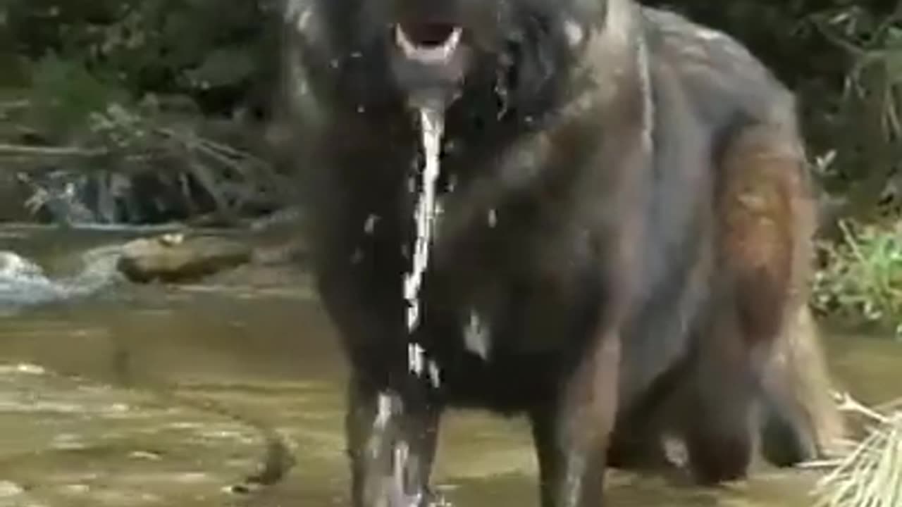 Wolves are huge 😲