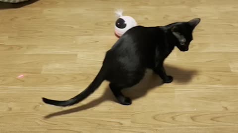 A cat playing with a laser.