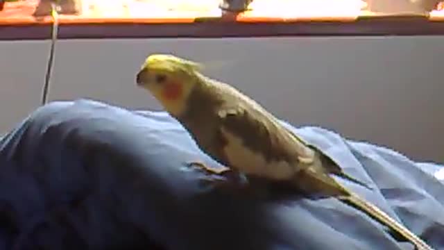 Cocktail bird singing with music is real