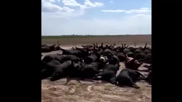3000+ cattle fall over and die creating supply chain problems