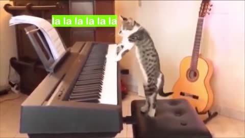 Talented cat