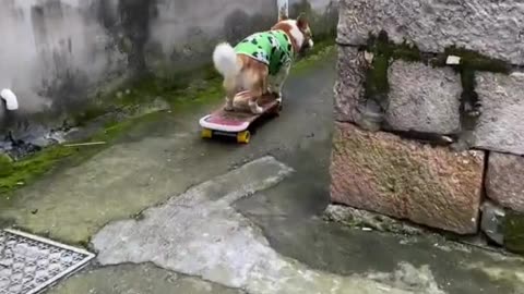 This dog is a professional skateboarder