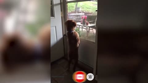 ULTIMATE|| Animal Compilation || Funny Fails || viral || comedy