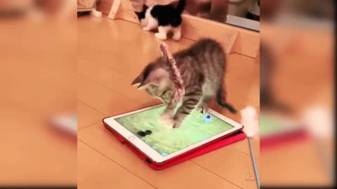 Baby Cats - Cute and Funny Cat Videos Compilation