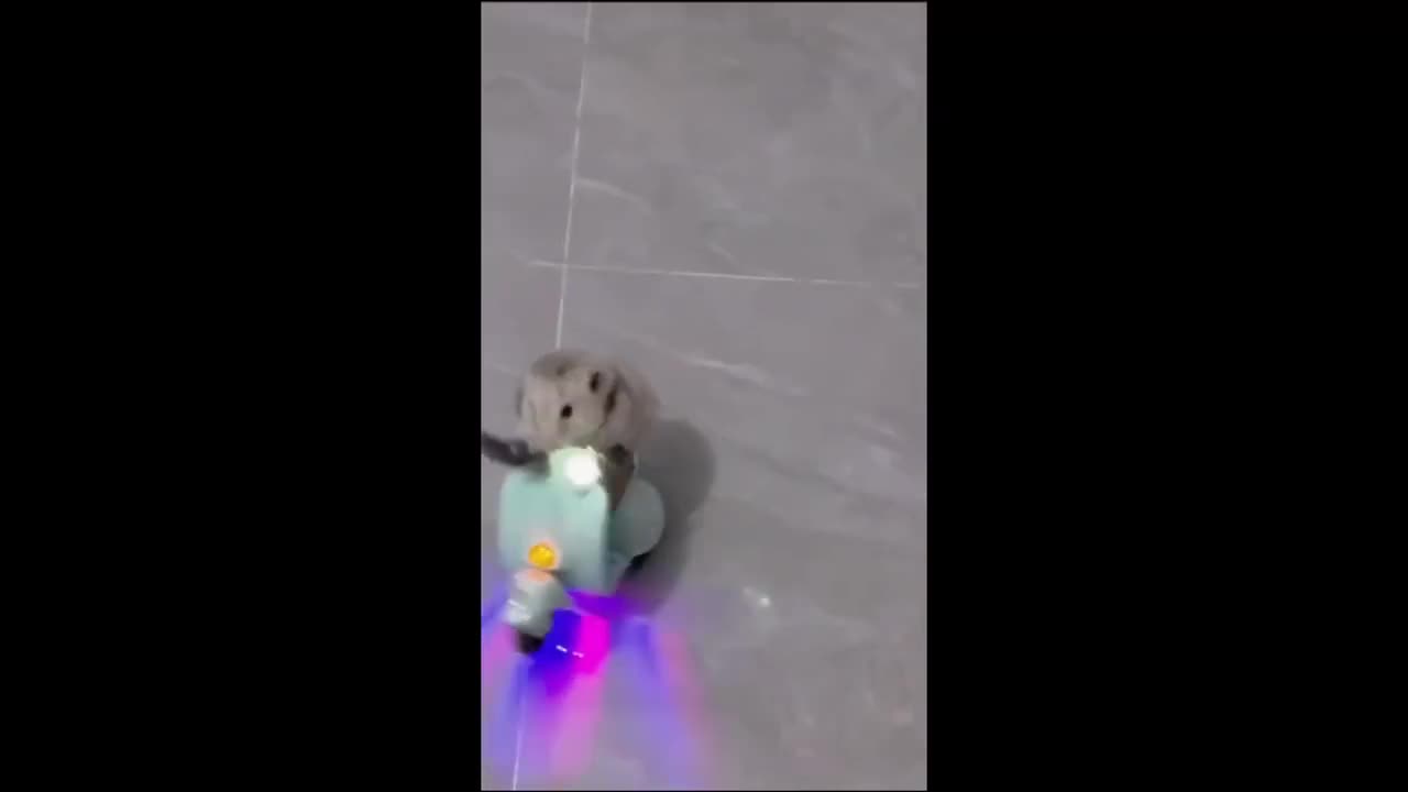 Animals are the funniest