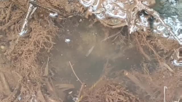 fishing for baboon eels in the rice fields. holes under