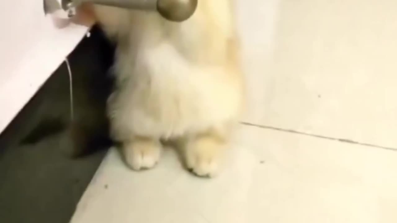 My little cute cat is playing