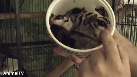 Sugar Gliders Flying