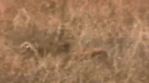 Amazing Cheetah Chase Compilation-2