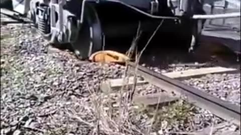 WOW TRAIN