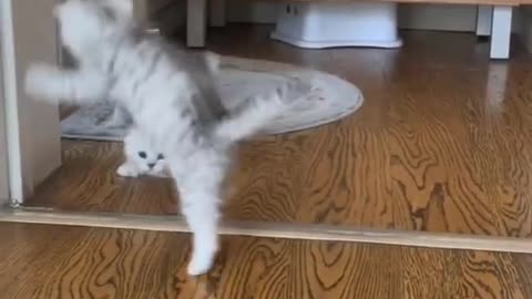 Kittens play