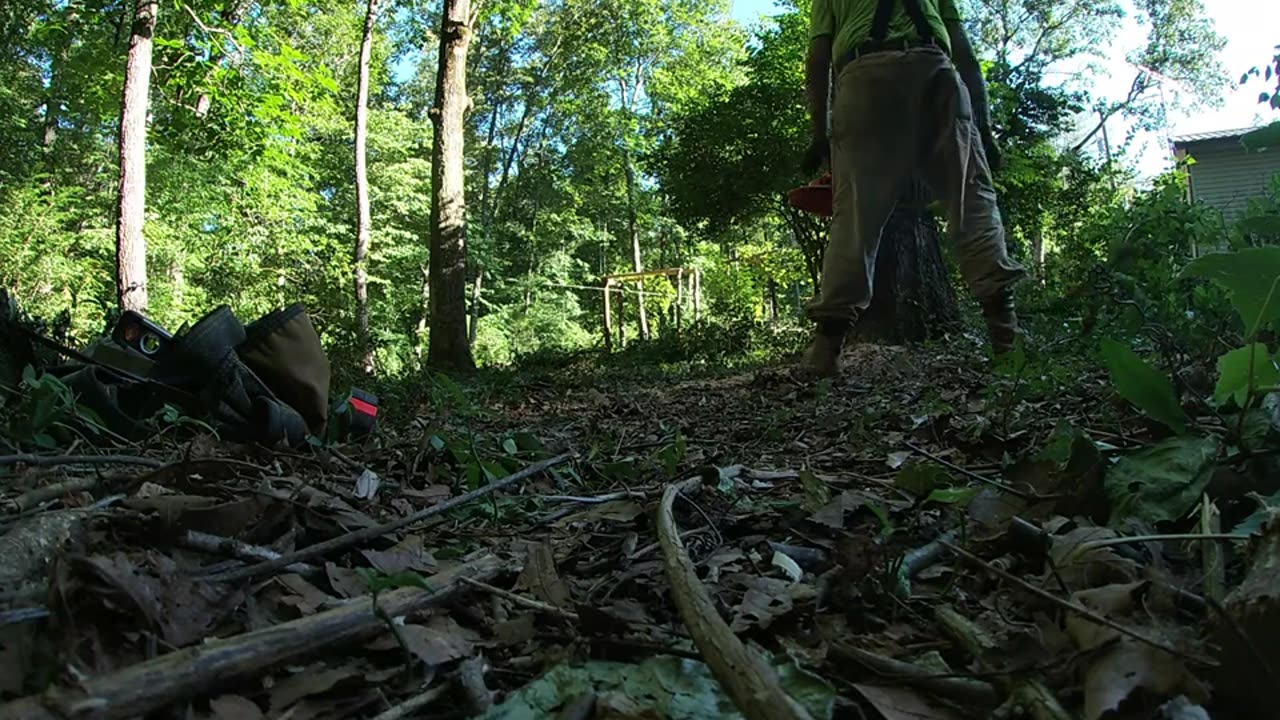 Felling this big red oak hazard learning hard towards the house