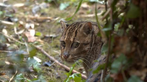 Fishing Cat: The Cat That Hunts Underwater