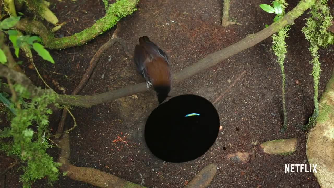 The Dancing Bird of Paradise Scene from Our Planet | Netflix