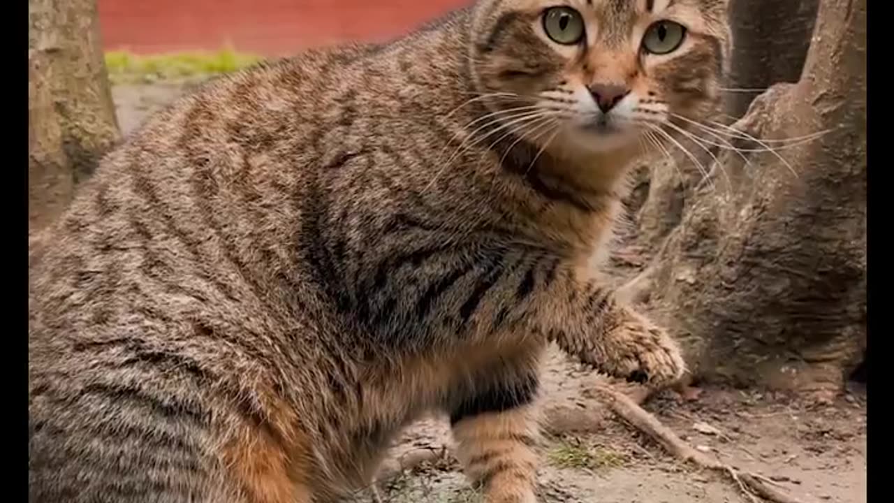 Cats In Video