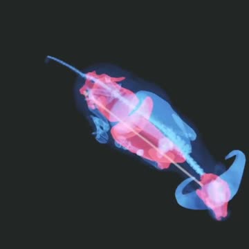 Buffalo Kebab Anyone? Hunter Call of the Wild