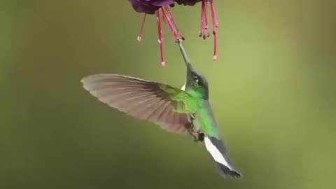 Bird Tasting The Nectar Of Flowers #shorts #shortsvideo #video #viral