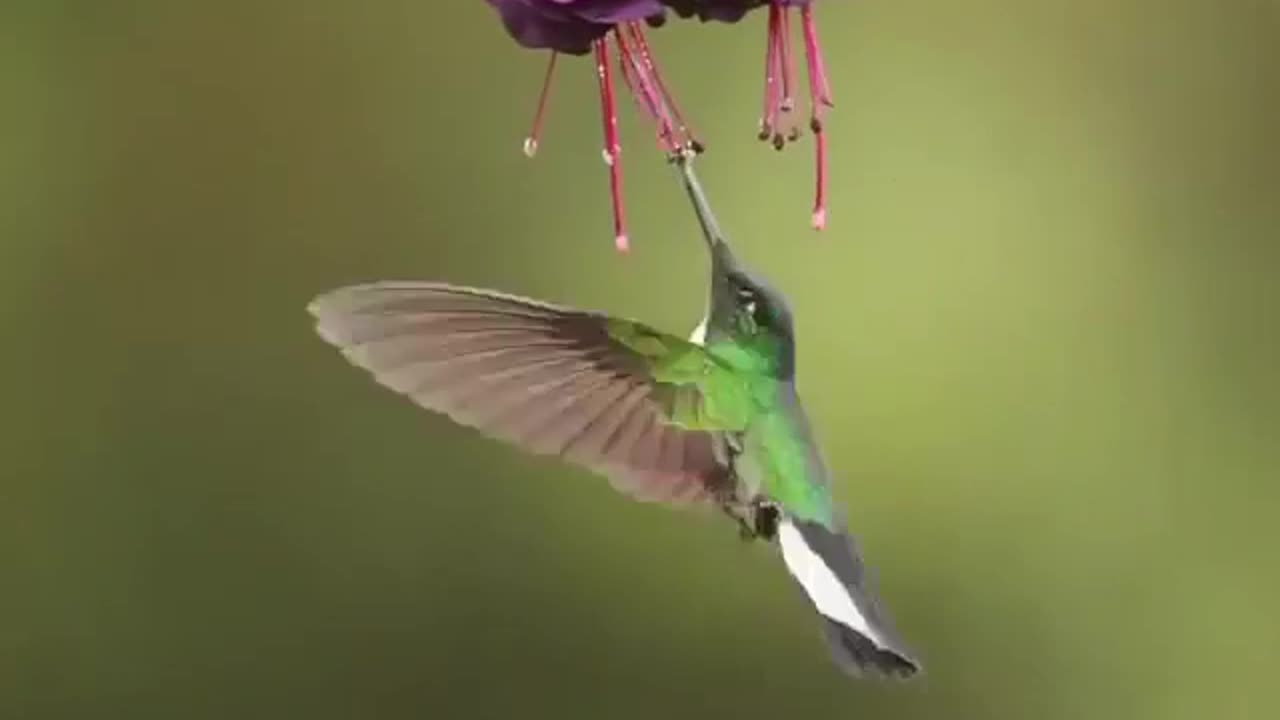 Bird Tasting The Nectar Of Flowers #shorts #shortsvideo #video #viral