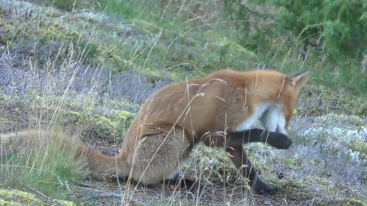 Red Fox Washes Socks.