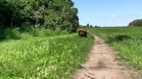 Here comes a lovely pig