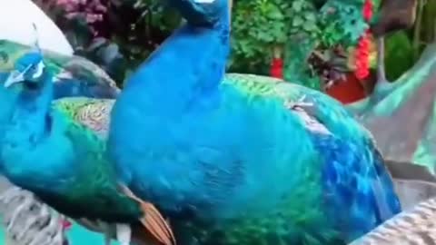 Peacock || Beautiful creature made by God