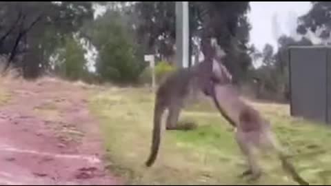 Two kangaroos fight