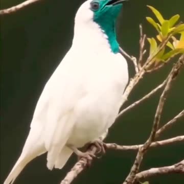 the song, the sound of Araponga 🤩