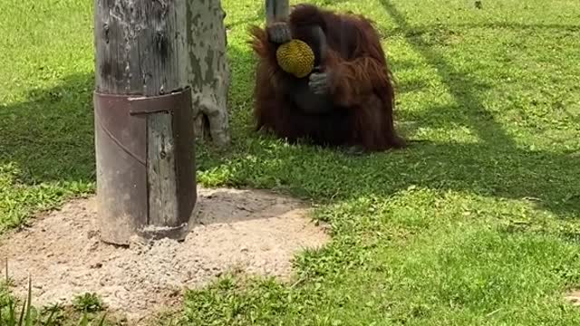 Brown ape