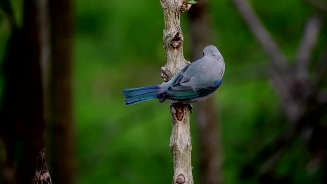 bird-animal-colorful-guatica