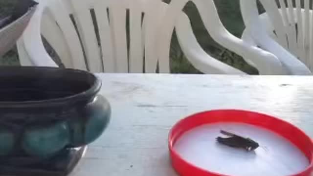 A magpie as helicopter