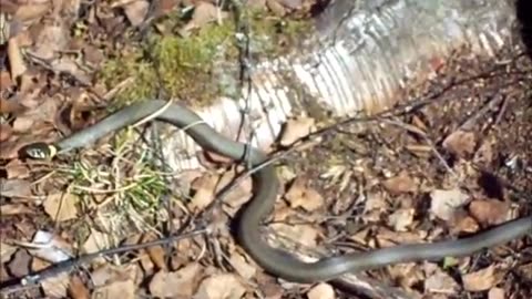 Natrix natrix Rantakäärme
