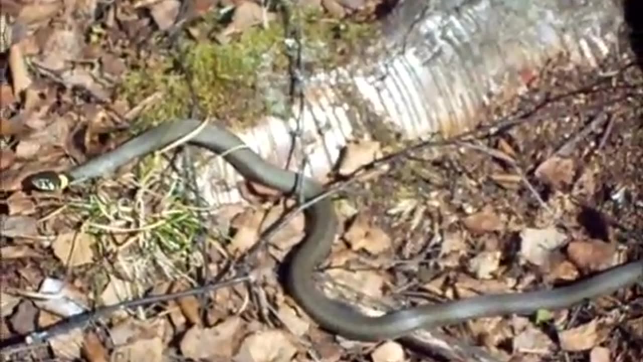 Natrix natrix Rantakäärme