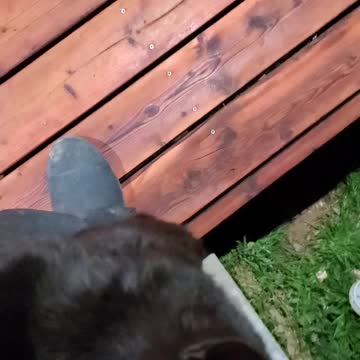 Kitten pur's mission impossible theme as it stealthily climbs up leg